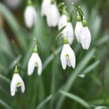 Moderne beterschapskaart met natuur foto van sneeuwklokjes 2