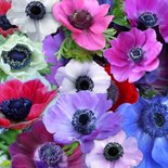 Mooie bloemenkaart met Anemonen in diverse kleuren 2