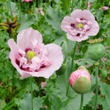 Mooie bloemenkaart met roze klaprozen 2