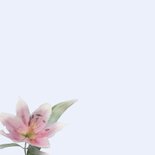 Mooie condoleancekaart met lelies op blauwe achtergrond 2