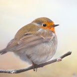 Nieuwjaarskaart roodborst 2