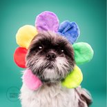 Opfleurende hondenkaart van boomer hond met bloemenmuts op 2