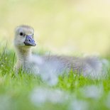 Paaskaart met ganzenkuiken in het gras. 2