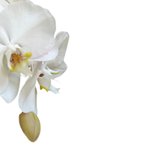 Rouw bedankt Orchidee - hemels wit 2