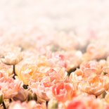 Rouwkaart foto oranje tulpen  Achterkant