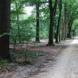 Rouwkaart foto van het bos 2