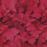 Rouwkaart kind tiener hortensia bloemen foto Achterkant