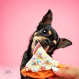 Schattige felicitatiekaart van hond met taart  2