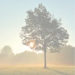 Sterkte boom in de ochtendzon 2