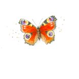 Sterkte kaart illustratie dagpauwoog vlinder 2