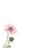 Sterkte kaart met een mooie Cosmea bloem 2