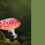 Sterkte kaart paddenstoelen rood wit 2