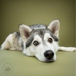 Sterkte kaart van liggend hondje met kop op grond 2