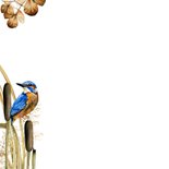 Sterktekaart ijsvogels winter 2