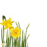 Sterktekaart met narcissen en lieveheersbeestjes 2