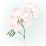 Sterktekaart met roze orchidee 2