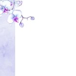Sterktekaart orchidee 2