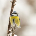 Sterktekaart pimpelmees op tak 2