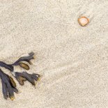 Sterktekaart strand met schelp 2