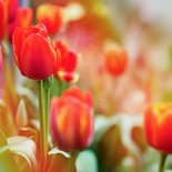 Sterktekaart tulpen bloemen stijlvol ernstig ziek 2