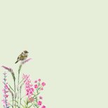 Sterktekaart vogeltjes bloemen 2