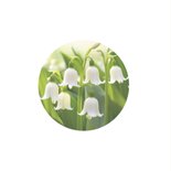Stilgeboren - maand mei bloem voor jongen en meisje 2
