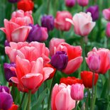 Tulpenveld roze paars rood OT 2