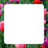 Tulpenveld roze paars rood OT 3