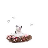 Valentijn - Puppy Love - Hond hangmat roze 2