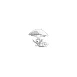 Verhuiskaart paddenstoelen Achterkant