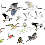 Verjaardag - allemaal vogels 2