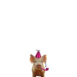 Verjaardag feestvarken kaart 2