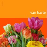 Verjaardag - kat met kleurige tulpen 2