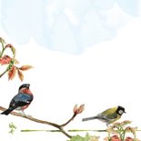 Verjaardag vogels zingen Happy Birthday 2