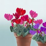 Verjaardagskaart Cyclamen in terracotta pot 2