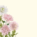 Verjaardagskaart dahliabloemen roze en wit 2