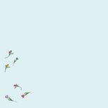 Verjaardagskaart driewieler met tulpen 2