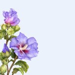 Verjaardagskaart felicitatie blauwe hibiscus 2
