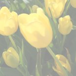 Verjaardagskaart gele tulpen 2