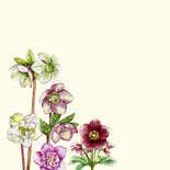 Verjaardagskaart helleborusbloemen 2