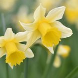 Verjaardagskaart lente - met bloeiende narcissen 2