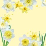 Verjaardagskaart lente narcissen 2