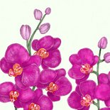 Verjaardagskaart met paarse orchideeën 2