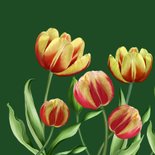 Verjaardagskaart rood-gele tulpen 2