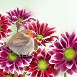 Verjaardagskaart roodborst op chrysanten 2