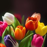 Verjaardagskaart tulpen bloemen kleurrijk gefeliciteerd 2