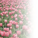 Verjaardagskaart tulpen en naam 2