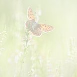 Verjaardagskaart vlinders in de zomer 2