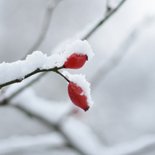 Verjaardagskaart winter met rozenbottel in de sneeuw 2