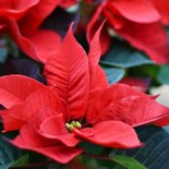 Vierkante verjaardagskaart met foto van Poinsettia plant  2